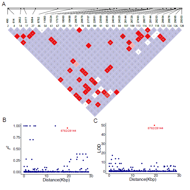 北京大学科研团队及合作者发现新冠病毒存在两个主要谱系 —教育在线